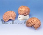 Introductory Brain Model, 2 part